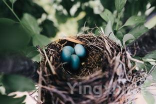 13款白葡萄品种解析，提升盲品技巧必备！