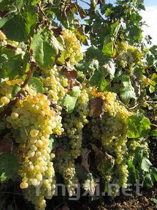 13款白葡萄品种解析,提升盲品技巧必备!