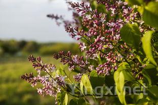 风干葡萄新篇章：生物动力法的智慧实践