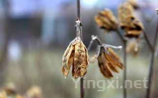 生物动力法揭秘：风干葡萄的匠心独运