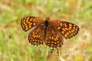 生物动力法揭秘:风干葡萄的匠心独运