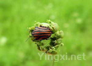 茶叶适合的人群,茶叶适合的人群有哪些