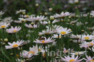 茶叶适合的人群,茶叶适合的人群有哪些